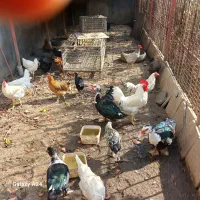 مرغ و خروس فروشی