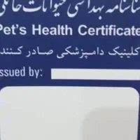 شیتزو کراس نر یک ونیم ساله سفید شناسنامه دار|سگ|قائم‌شهر, |دیوار