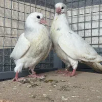 جوجه طوقی الماسی چاپدار و زرین  سیاه