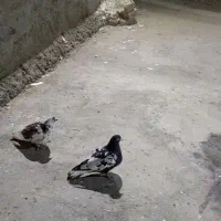 صید|پرنده|مشهد, کوشک مهدی|دیوار