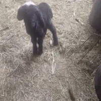 بره شیری ماده