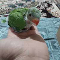 فروش جوجه ملنگو