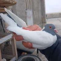 کبوتر گوباش