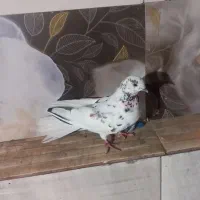 کبوتر پرشی|پرنده|نیر (اردبیل), |دیوار