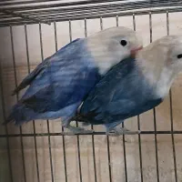 کوتوله پاربلو فالو سفید فالو سرسفید خالص و بلو