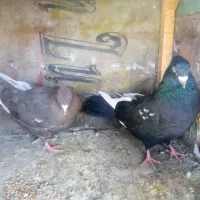 نروماده جفتگاه.   ‌جوجه کرمونی|پرنده|مشهد, آزادشهر|دیوار