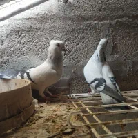 شامی کاکلی|پرنده|زرین دشت (فارس), |دیوار