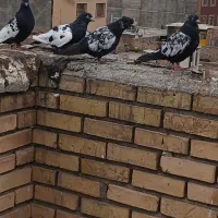 کبوتر سینه سیاه یک جفت با 2جوجه پروازی