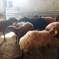 میش وبره|حیوانات مزرعه|مشهد, شمس آباد|دیوار