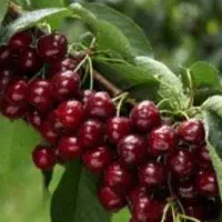 نهال گیلاس تکدانه