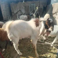 نربز پاکستانی|حیوانات مزرعه|نوده انقلاب, |دیوار