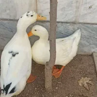 دو عدد اردک