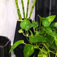 گل طبیعی بامبوی آبی کمیاب و سرحال