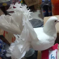 کبوتر سفید|پرنده|شیراز, سلطان آباد|دیوار