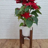 استند گل|کتابخانه، شلف، قفسههای دیواری|نجفآباد, کشاورز|دیوار