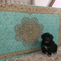 توله سگ ماده  نژاد دار