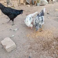 فروش چهاعددمرغ گلین تاج داروخونه گلین ریش دار