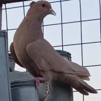 کفتر جوجه جوانه پرشی