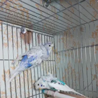 مرغ عشق پروانه ای نرو ماده