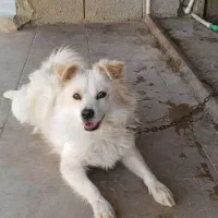 سگ خانگی|سگ|کوه چنار, |دیوار