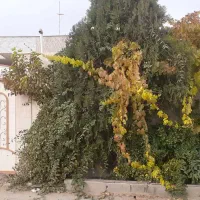 اجاره-روزانه-سوئیت-وآپارتمان-و-ویلائی