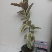 گل فیکوس