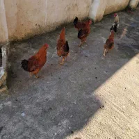 مرغ وخروس در فومن