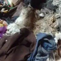 .سمپاشی‌‌‌با‌تجربه۱۴سال‌سوسک‌.کک.ساس‌طعمه‌موش‌/|خدمات نظافت|رشت, پاستوریزه|دیوار