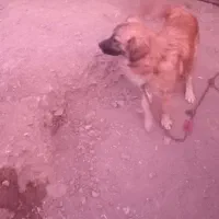 سگ پاپی نر جنس|سگ|ساوه, |دیوار