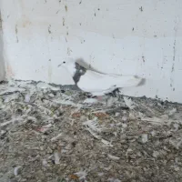 کبوتر|پرنده|سنندج, |دیوار