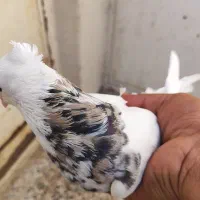 طوقی  نر‌هفت رنگ|پرنده|شوشتر, |دیوار