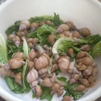 حلزون پرورشی