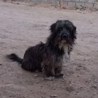 سگ پاکوتاه|سگ|مشهد, طبرسی شمالی|دیوار