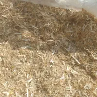 کاه کوبیده گندم