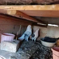 عشق به آسمان