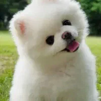 مربی حرفه ای سگ