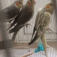 عروس هلندی۶ ماهه سرحال و زرنگ