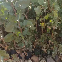 نهال پسته و پسته پیوندی زرشک عناب و عناب اکراینی