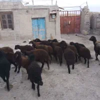 بره  قزل افشار دامازدخ،گوسفند|حیوانات مزرعه|مهربان, |دیوار