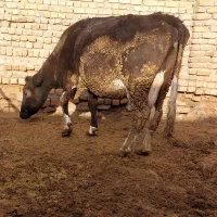 گاو شیری دو عدد ابستن سالم و سرحال