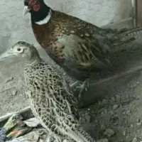 قفس پرنده . قرقابل|لوازم جانبی حیوانات|مشهد, چهارچشمه|دیوار