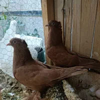 کبوتررواعب|پرنده|قم, آلوچو|دیوار