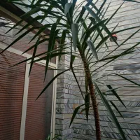 درخت یوکا|گل و گیاه طبیعی|شیراز, درکی|دیوار