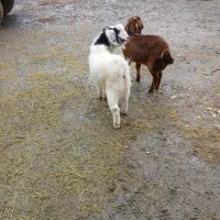 دورس بزغاله  یکی نر یکی ماده جفتشون  ۴۵ کیلو