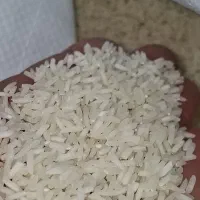 برنج شیرودی