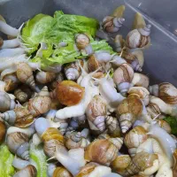 حلزون های پرورشی کلاژن ساز|خزنده|ممقان, |دیوار