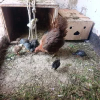 مرغ وجوجه 45روزه