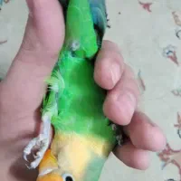 فروش طوطی|پرنده|بجنورد, |دیوار