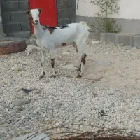 فروش بز شکم اول با کهره نر پنج ماهه