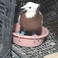 ۵ عدد طوقی|پرنده|شاهرود, |دیوار